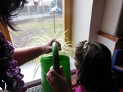 Zaléváme květiny ve školce